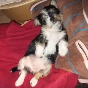 Aide ménagère à domicile – Rennes 15 Euro