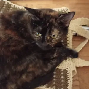 A la recherche d'un pet sitter du 5 aout au 26 aout 