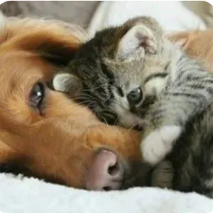 Pet-sitter à paris chiens & chats