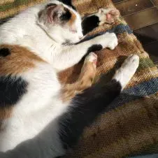 Passionnée des animaux