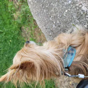 Baby sitting, garde animaux, promenade, aide domicile 