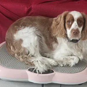 Sono un impiegata in cerca di un lavoro secondario