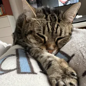 À la recherche d'un pet-sitter pour mon chat