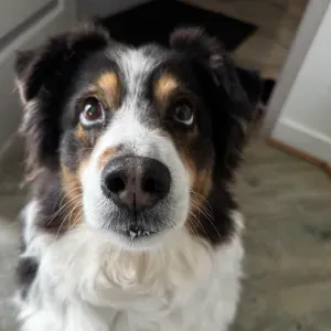 Pet-Sitter à Villeneuve les Avignon et les angles 