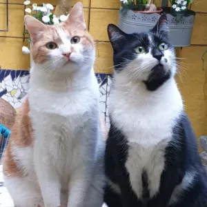 Cherche gentil garde chat