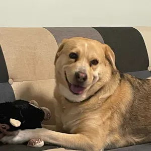 Servizio Dogsitting a napoli 