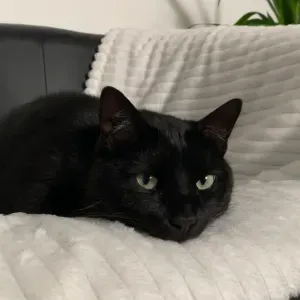 Garde de chat du 3 au 27 août