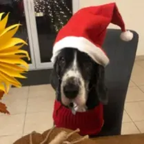 Nounou d'animaux sur Niort et alentours