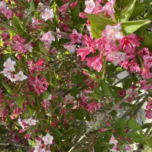 femme de ménage pour particuliers a retenu mon attention.