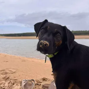 Recherche un educateur canin/ pro