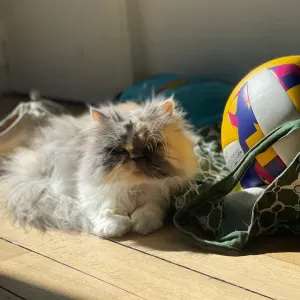 Aout- Nourrir adorable chatte persane paris 5