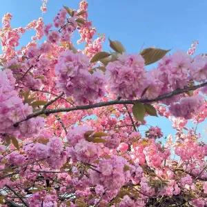 Baby Sitter sur Bordeaux et les alentours 