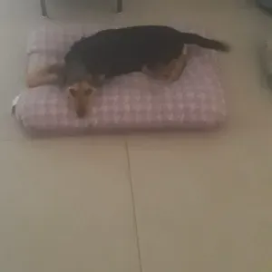 richiesta soggiorno per il mio cane