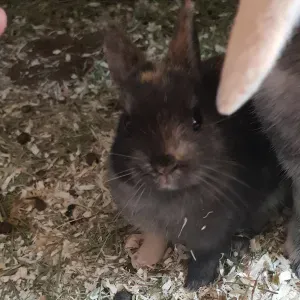 Femme de menage sur roman sur isere