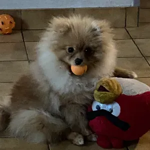 garde pour une petite chienne spitz