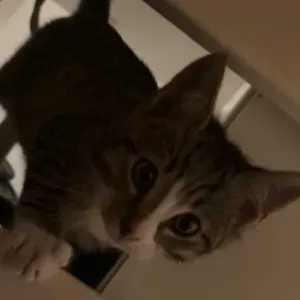 Pet-Sitter Vitrolles-Aix-Marseille
