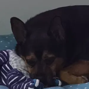 Busco cuidador de perros en Peñíscola