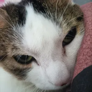 Garde des animaux de compagnie !