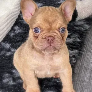 Recherche d un pet sitter 