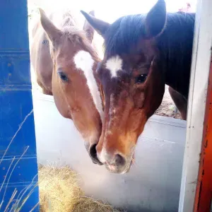 Recherche nounou pour mes deux petites poupées