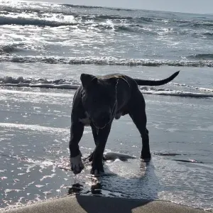 cerco pensione per cani 