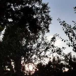 Pet-Sitter à Toulouse (Mercredis-Vendredis et les Week-ends)