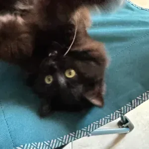 chat chat 
