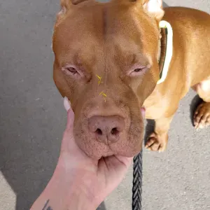 Pet sitter pour tous types d animaux ile de france