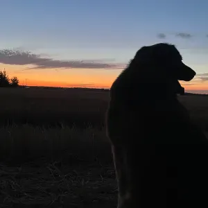 Garde de chien pendant les vacances et les week-ends