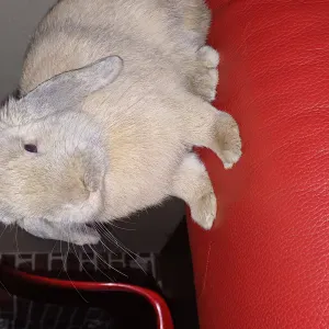Oferta de trabajo para cuidador de mascotas en Albacete