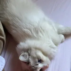 Pet-Sitter dans le 94 (Vitry, Villejuif, Créteil) et Paris 