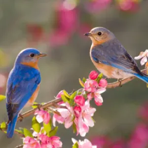Baby sitter Vitry le François 
