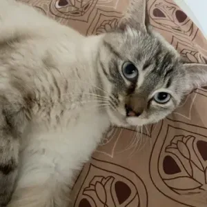 Recherche d'un cat sitter 