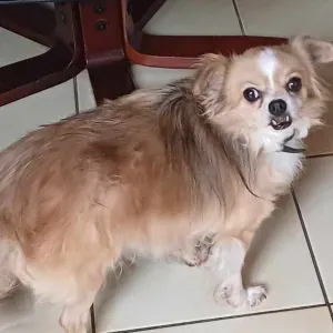 Rechercher garde pour chiens chez pet sitter