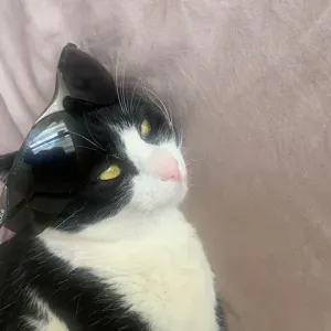 Emploi de cat-sitterHyères