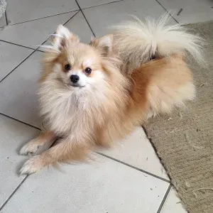 Emploi de Petsitter Brive-la-Gaillarde 