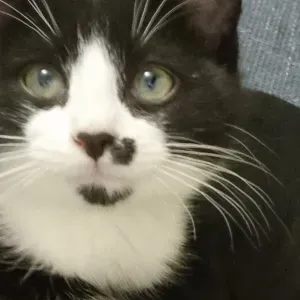 Cat sitter dans le val d'oise 