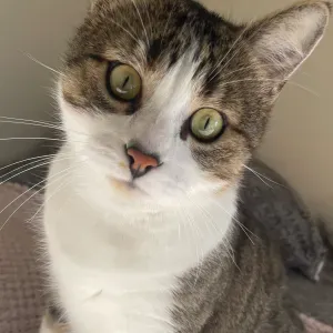 Amoureuse des animaux je propose garde et promenade Cusset 