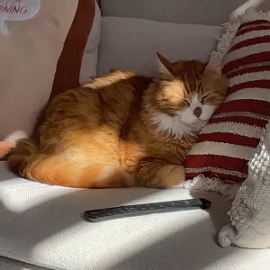 Aide à domicile sur Muret et les alentours