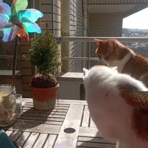 Animais são terapia. Eu é que agradeço cuidar deles.