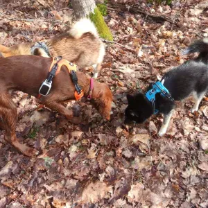 Pet-setter à Saran ! 