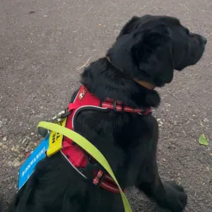 Aide à la personne & animaux – soin et passion réunis