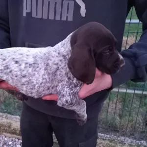 À la recherche d'une nounou