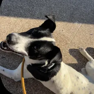 À procura de um cuidador de cães