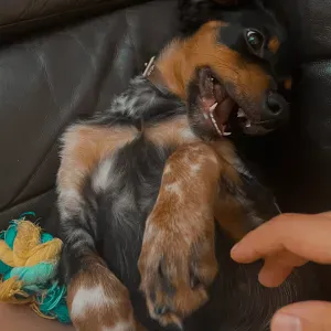Une passionnée des chiens pour chouchouter votre toutou !