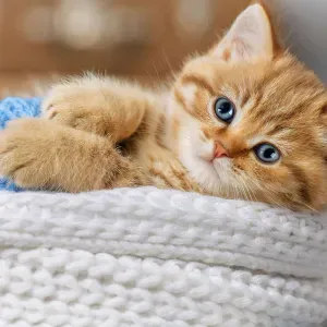 aide ménagère a domicile/ et aide 