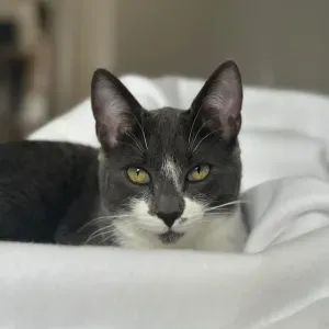 Poste pour un(e) CAT-sitter - Petsitter à Paris