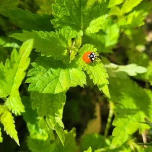 Femme de menage avec expérience