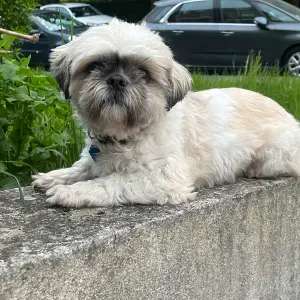 Pet sitter à Bagneux . Câlin , caresse et bisous à volonté 