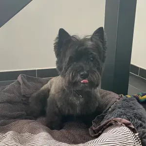 À la recherche d un pet sitter